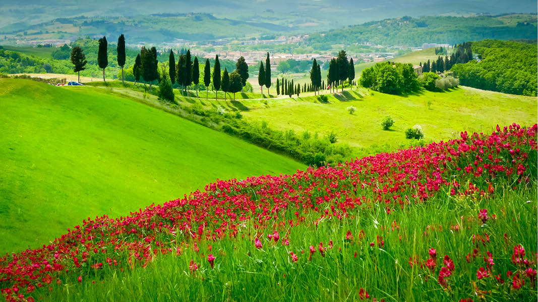 Vallmongar och cypresser i ett toskanskt landskap